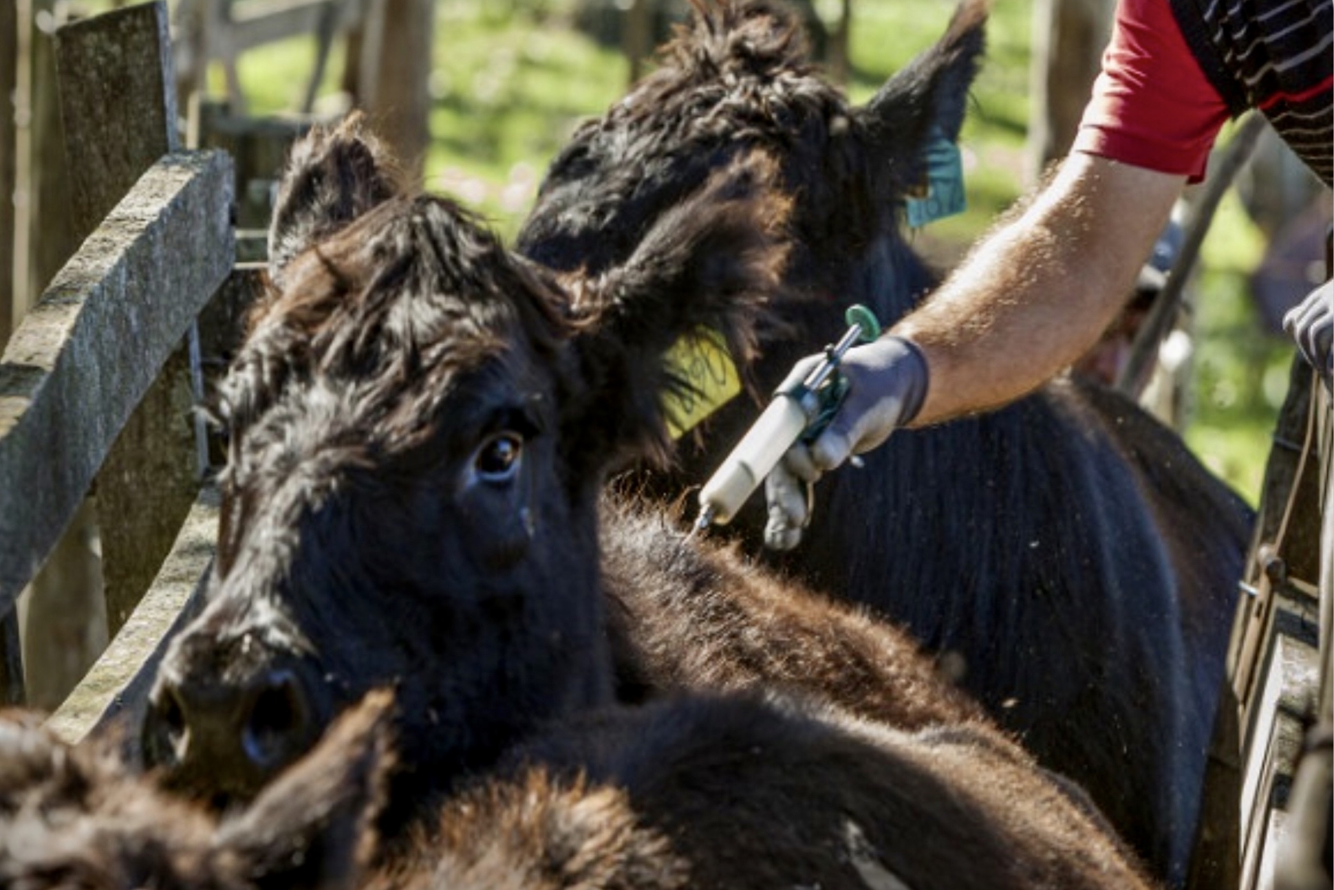 Vacuna contra la Diarrea Viral Bovina redujo la mortalidad y aumentó la preñez