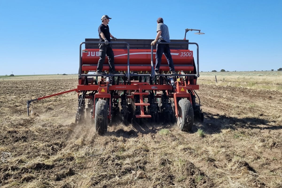 Un ensayo con pasturas templadas