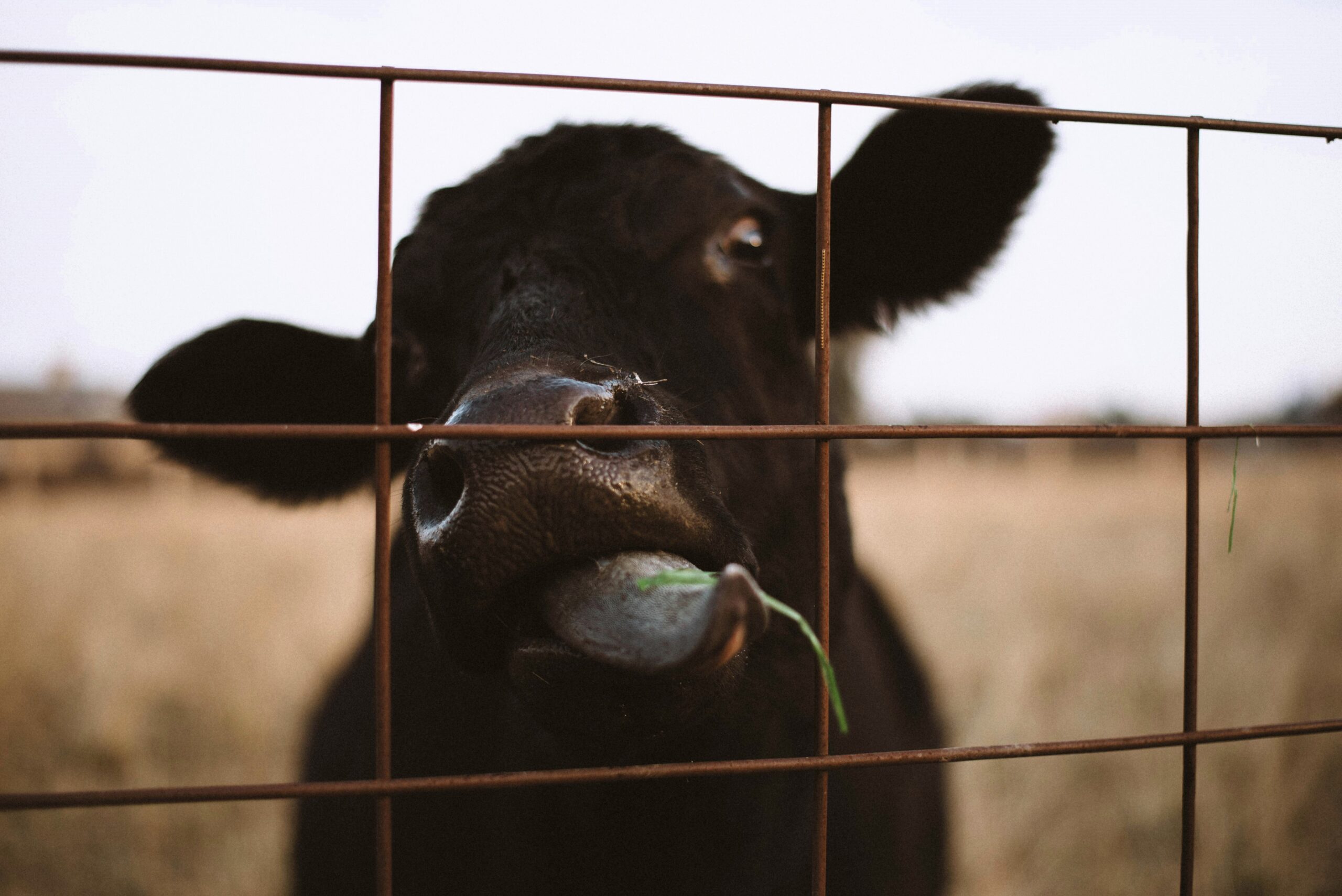 La carne exportada en febrero sumó más dólares aunque bajó el precio de la tonelada