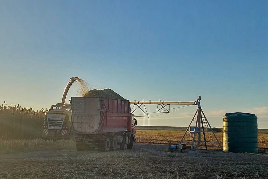 25 de Mayo: Picado de forraje para planta de biogás y feedlot