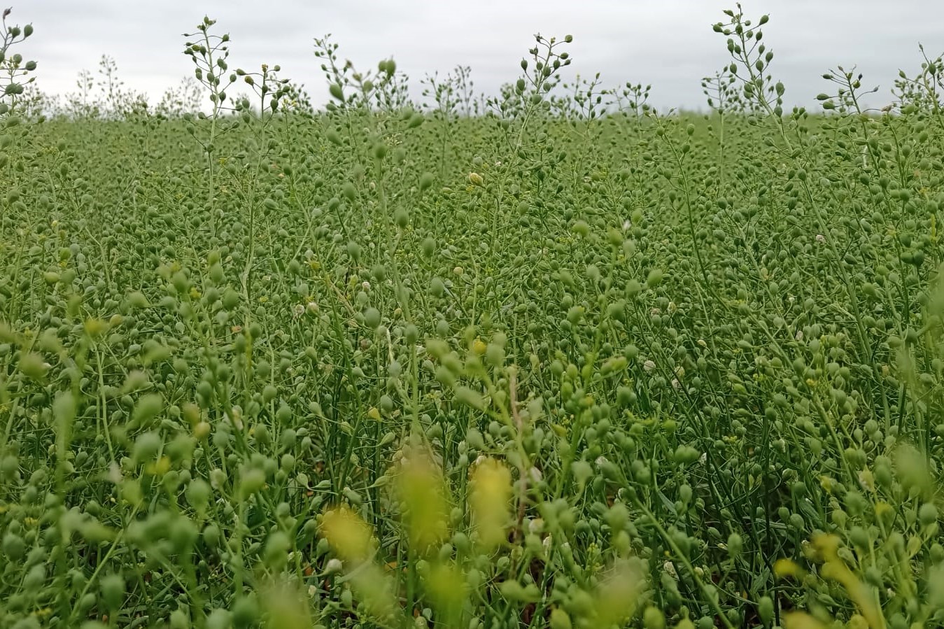 PRO Carbono: Una colaboración estratégica para el cultivo de Camelina