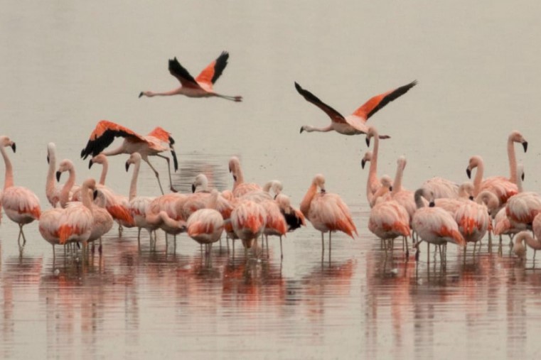 Recomiendan cuidar las poblaciones de flamencos en La Pampa