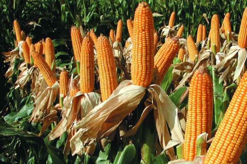 Germoplasma, manejo eficiente y colaboración: Estrategias de Bayer para un maíz rentable y sostenible
