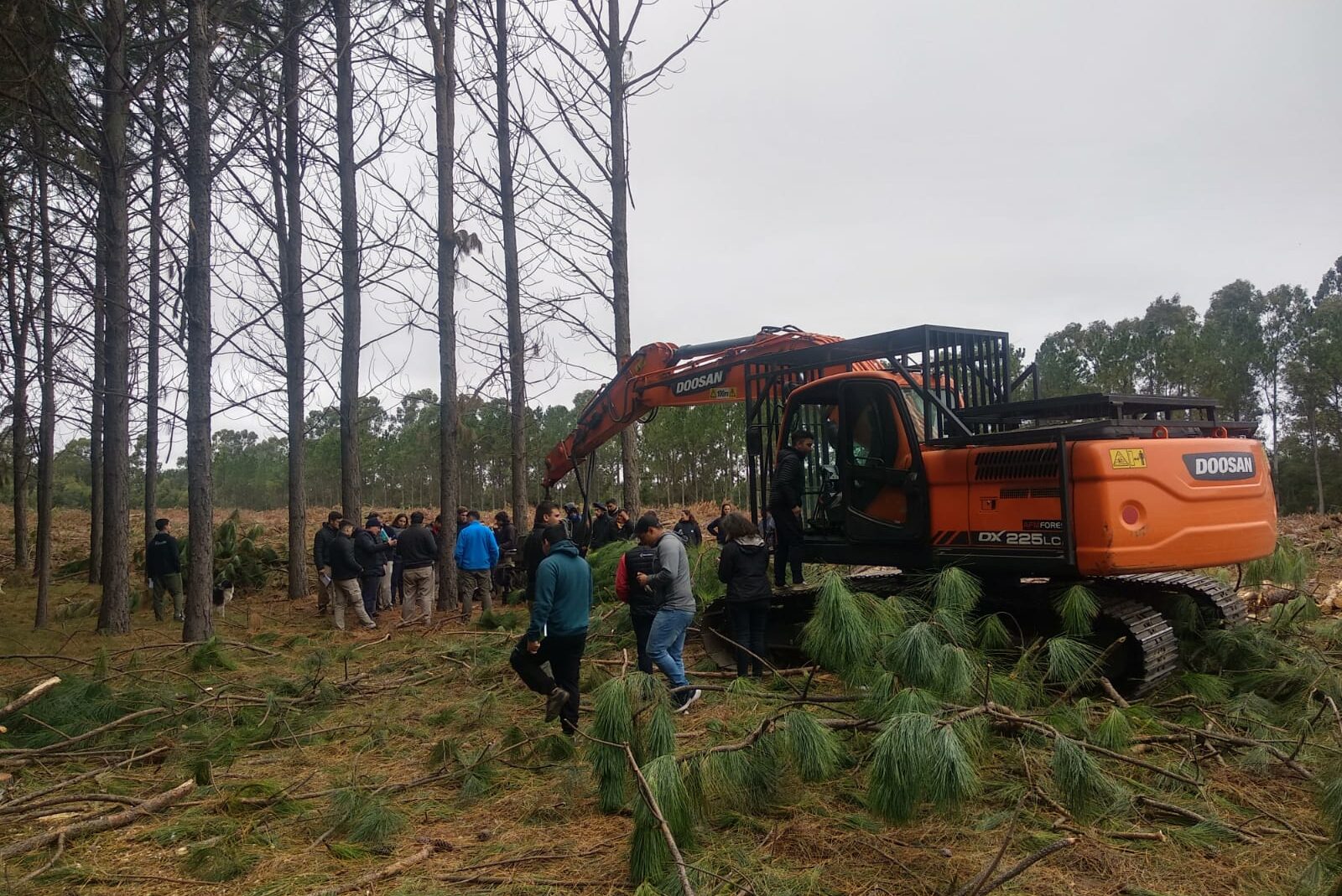 Evalúan la potencialidad de la producción forestal en La Pampa