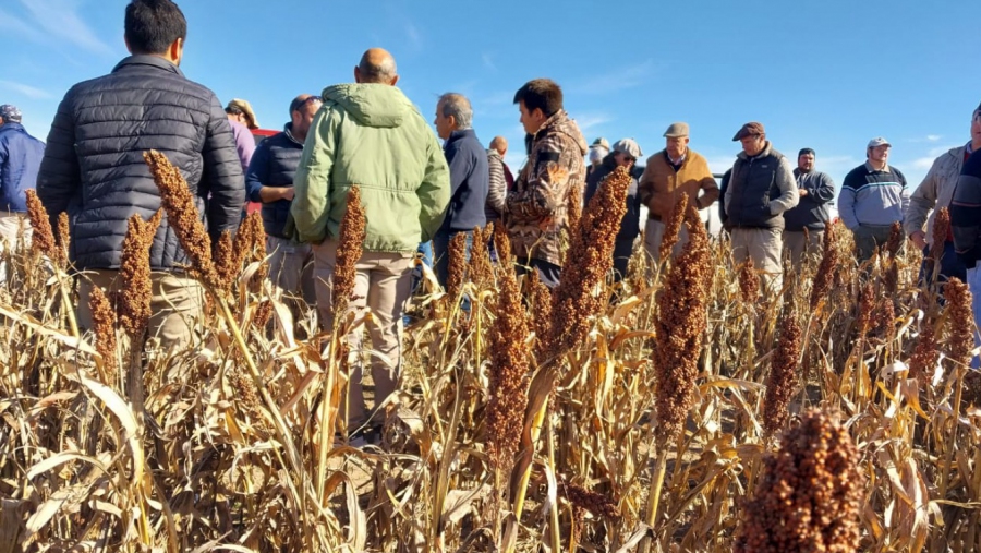 Sorgo: Un recurso para la región semiárida