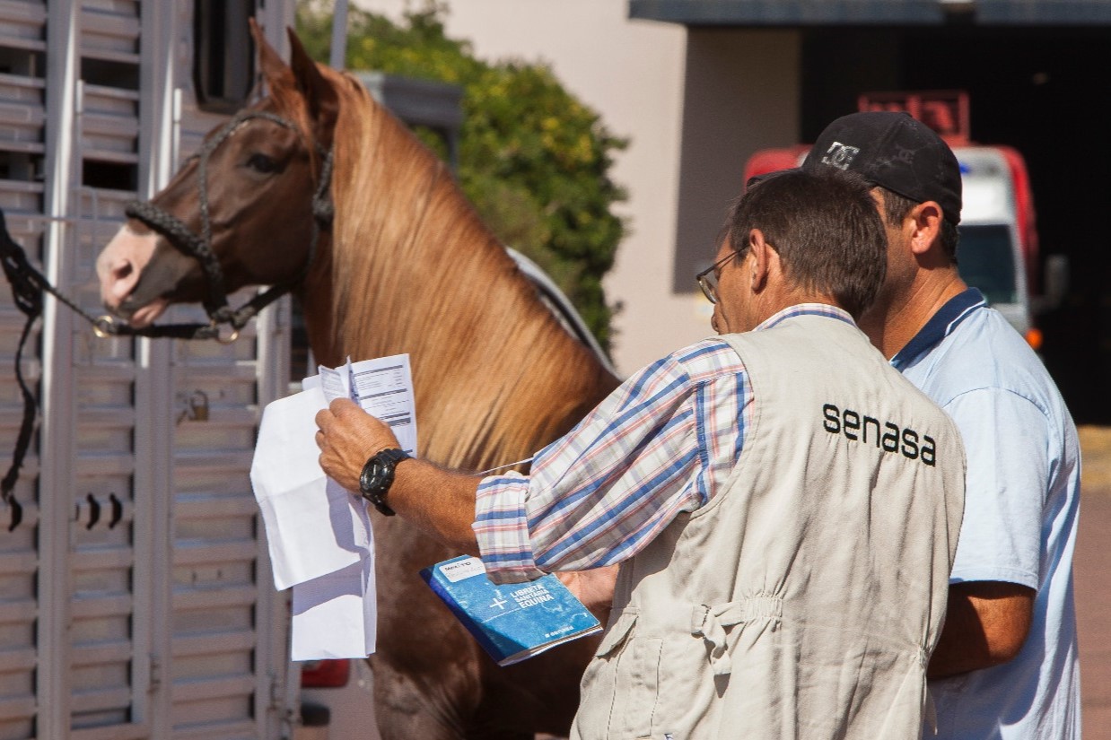 Anemia infecciosa equina: Nuevo certificado para agilizar los plazos de impresión