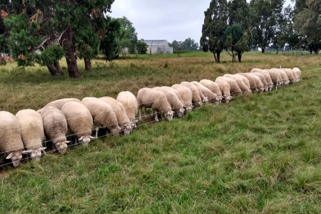 El potencial de la producción intensiva de ovinos