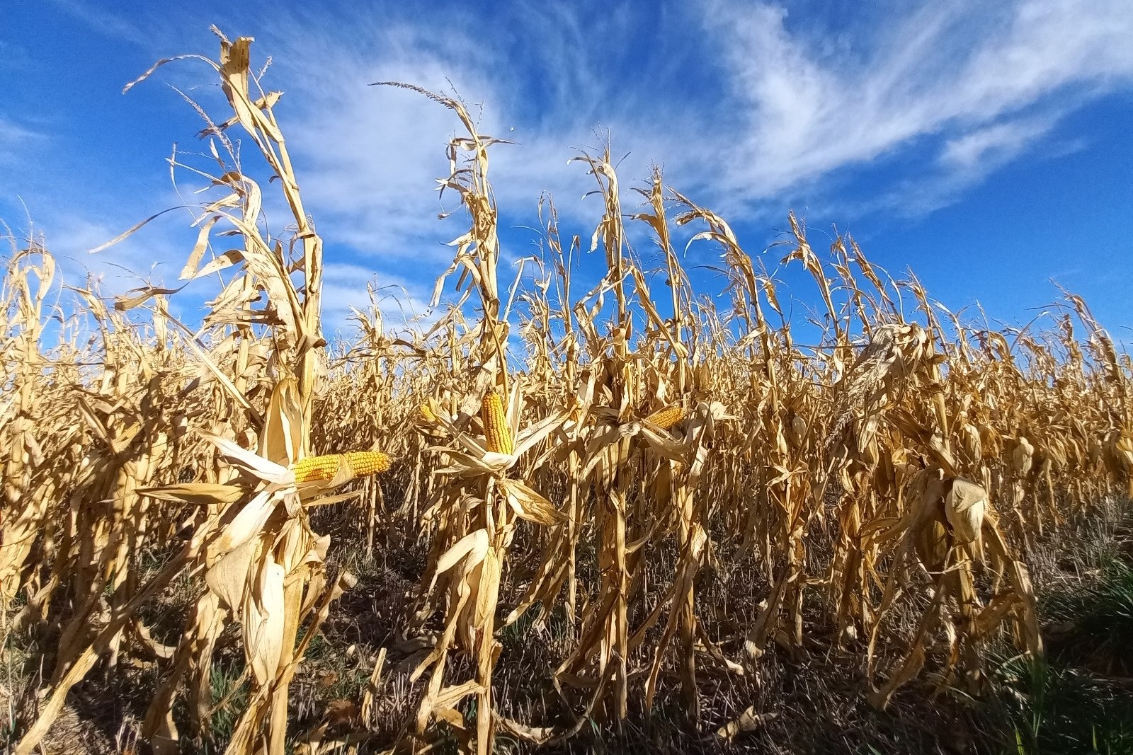 El maíz con un rendimiento promedio de 6.200 Kg/ha