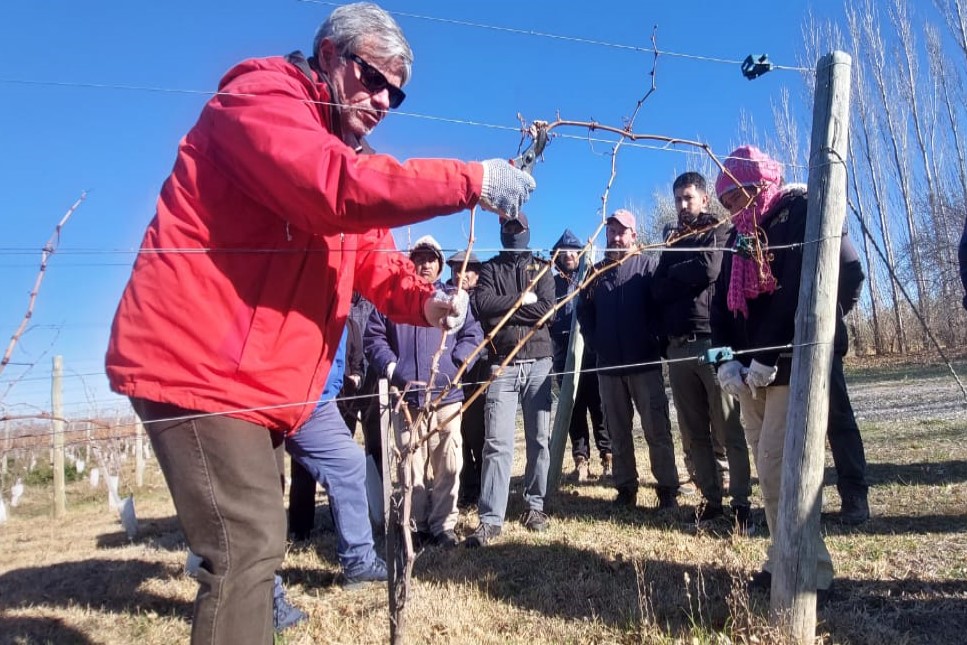 Estadísticas nacionales confirman el crecimiento de la vitivinicultura pampeana