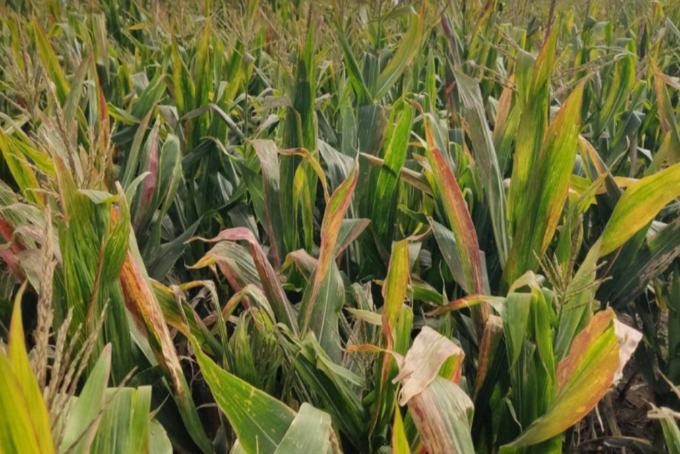 Chicharrita del maíz: Registro de los cultivares más resistentes