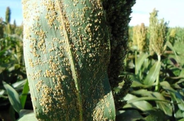 Evalúan la población de pulgón amarillo en diferentes cultivares de Sorgo