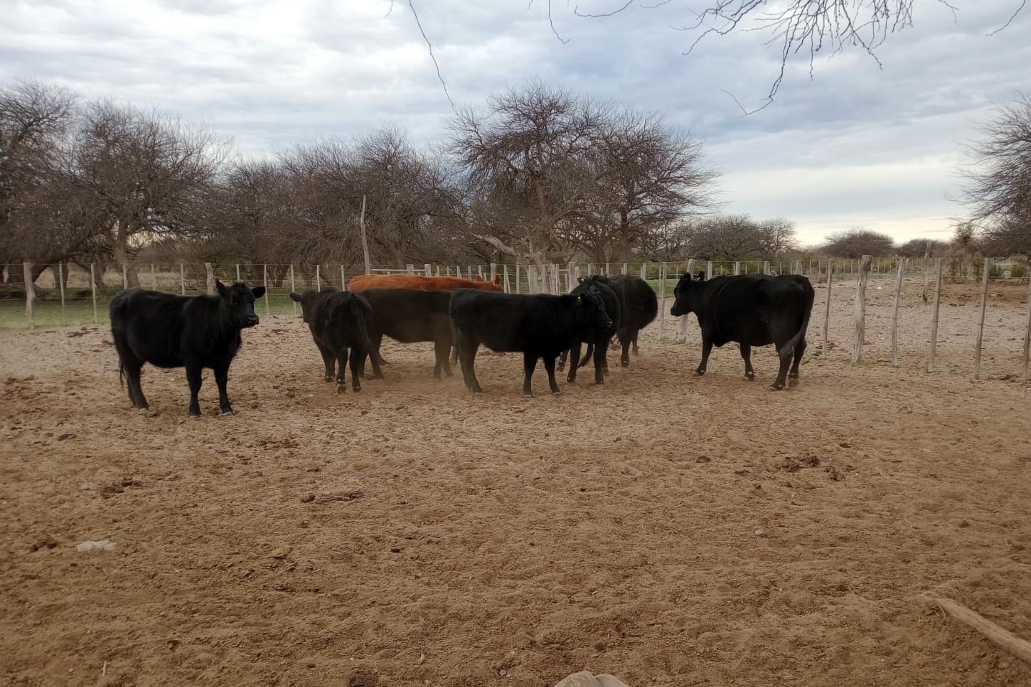 Recorrida de INTA por campos ganaderos en Caleu Caleu