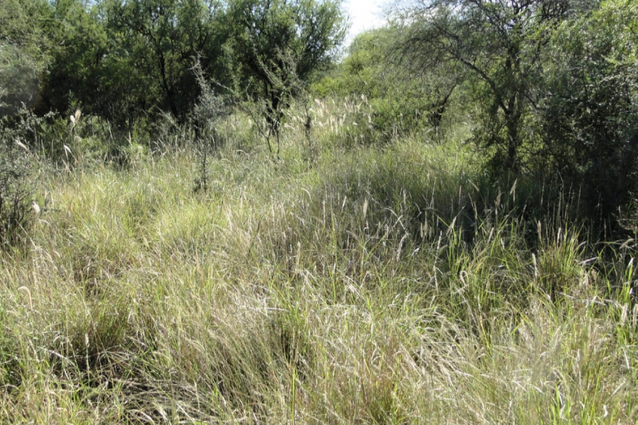 Las ventajas del monitoreo satelital de la vegetación