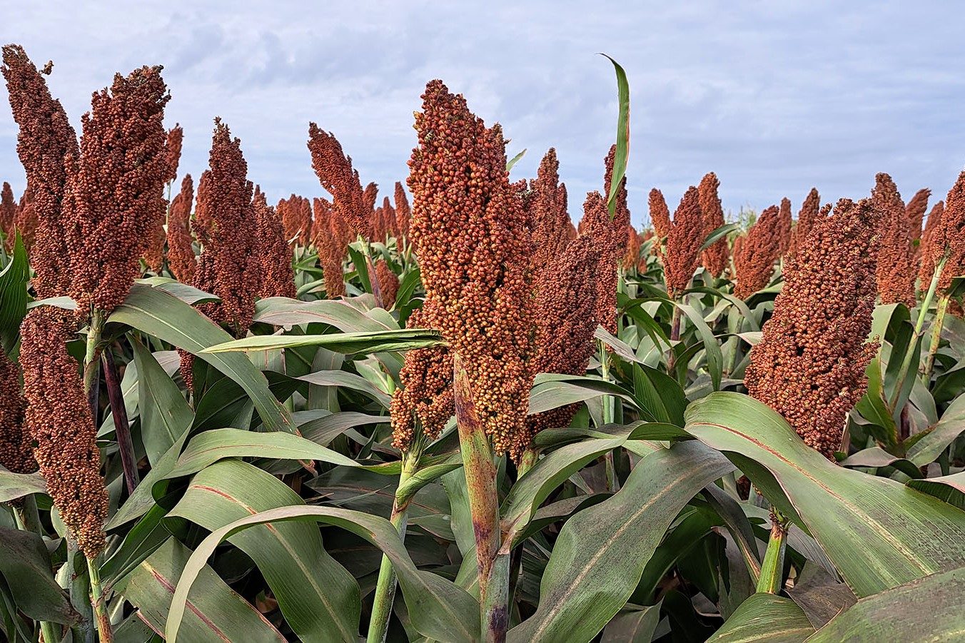 El sorgo puede reemplazar al maíz?