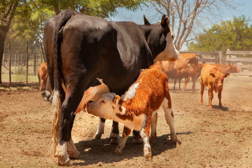 Se definieron las cepas para vacunar contra la Brucelosis Bovina