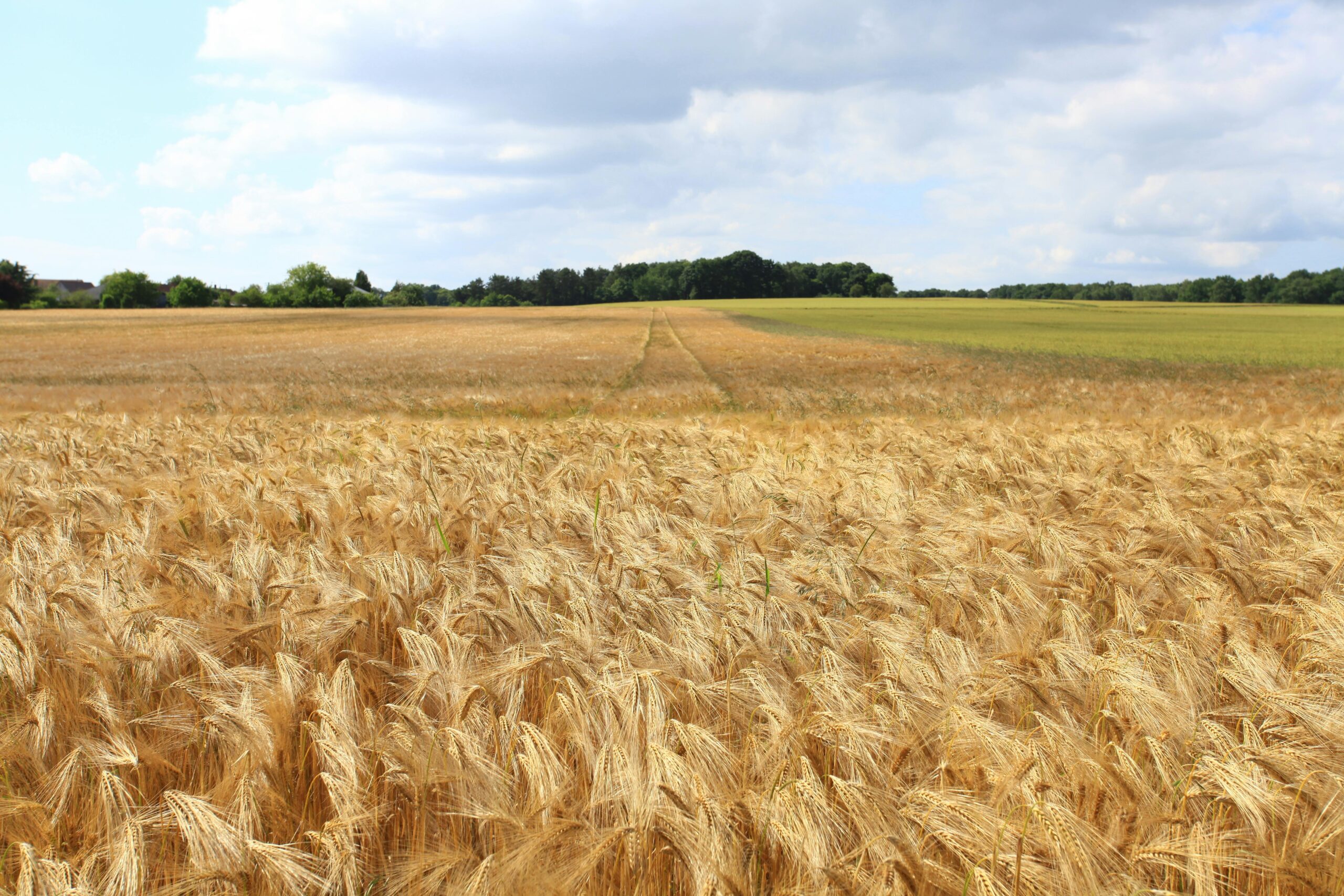 La actividad inmobiliaria rural subió en julio