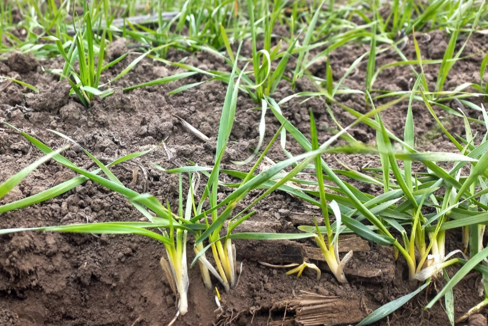 La falta de lluvias comienza a evidenciarse para la fina