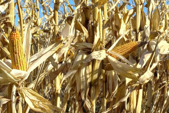 El maíz con rindes del 6.200 Kg/ ha