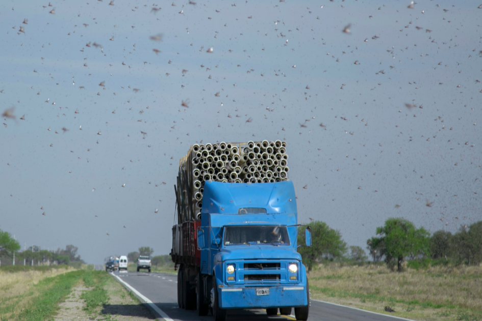 Ya se trataron más de mil focos de langostas