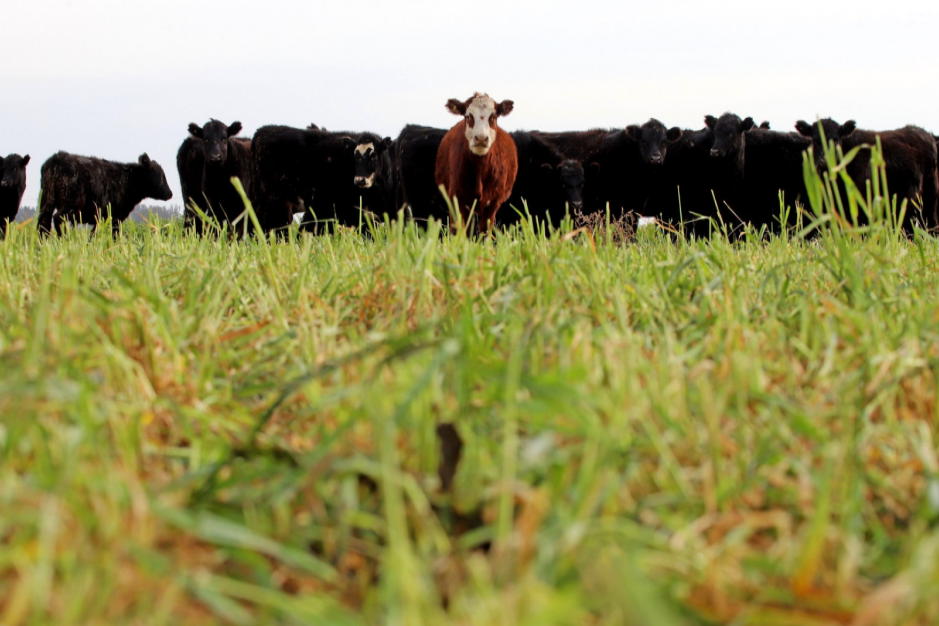 Vacas, porcinos, lácteos y otras retenciones eliminadas