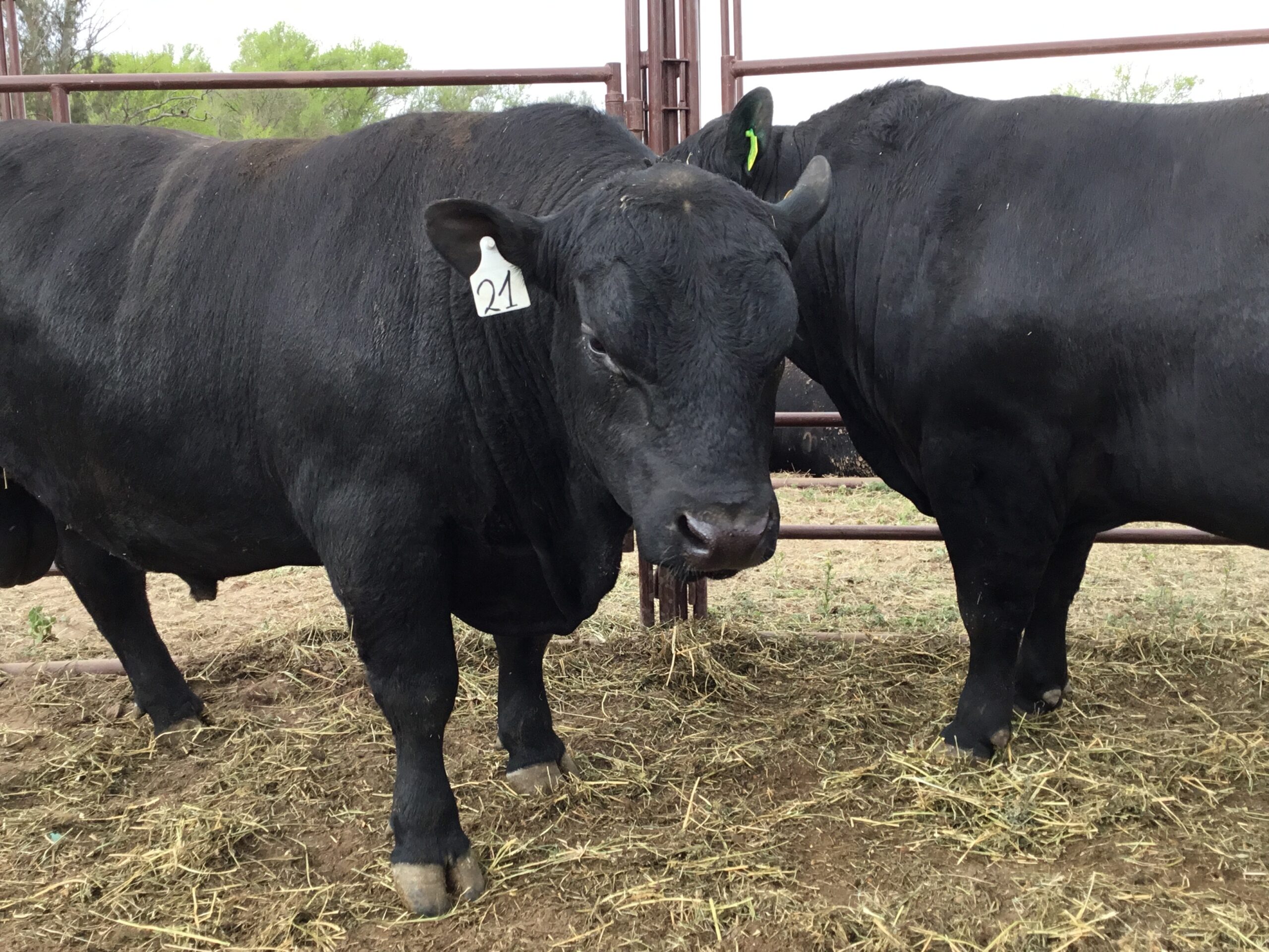 Los Angus negros fueron los primeros en llegar a la expo