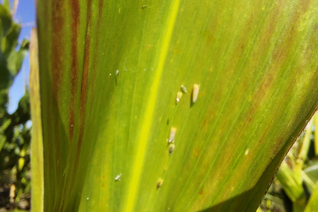 Fuerte aumento de chicharritas según la red de monitoreo