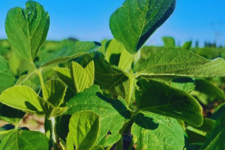 La soja del NOA con más proteína