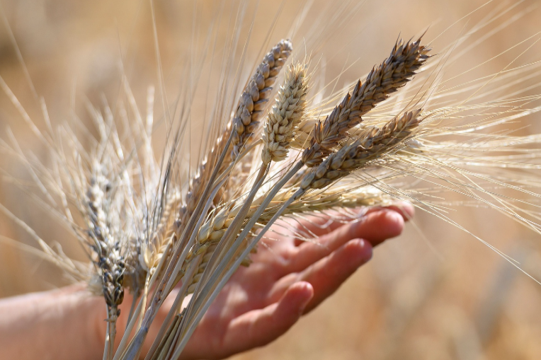 El índice de precios de los alimentos de la FAO disminuyó ligeramente en agosto