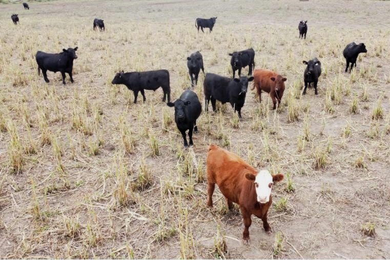 Confirmaron un caso de carbunclo en la zona de Arata