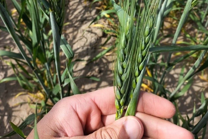 Trigo y cebada con monitoreos por roya, mancha de red y otras enfermedades