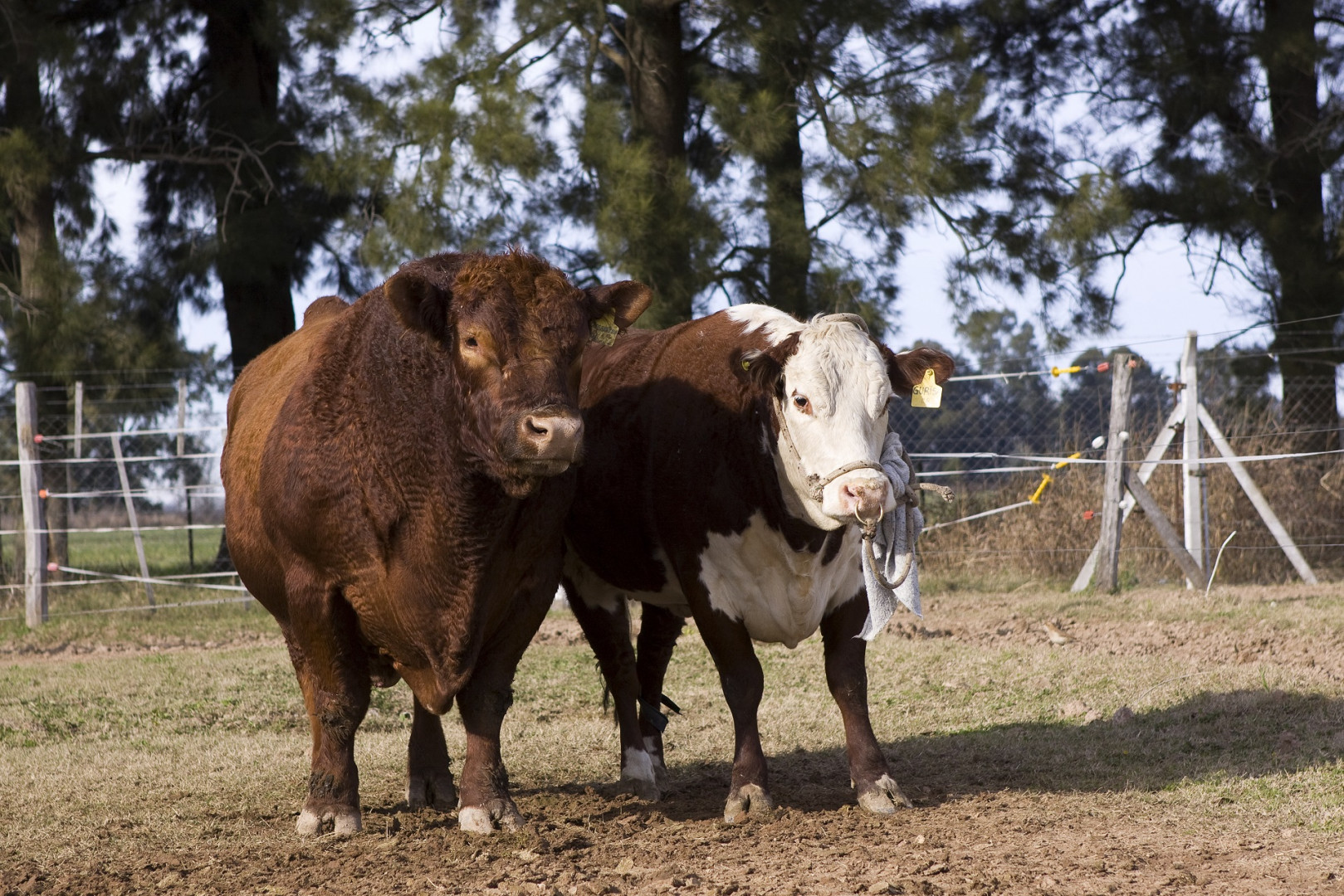 Investigación a campo para control de enfermedades venéreas en toros