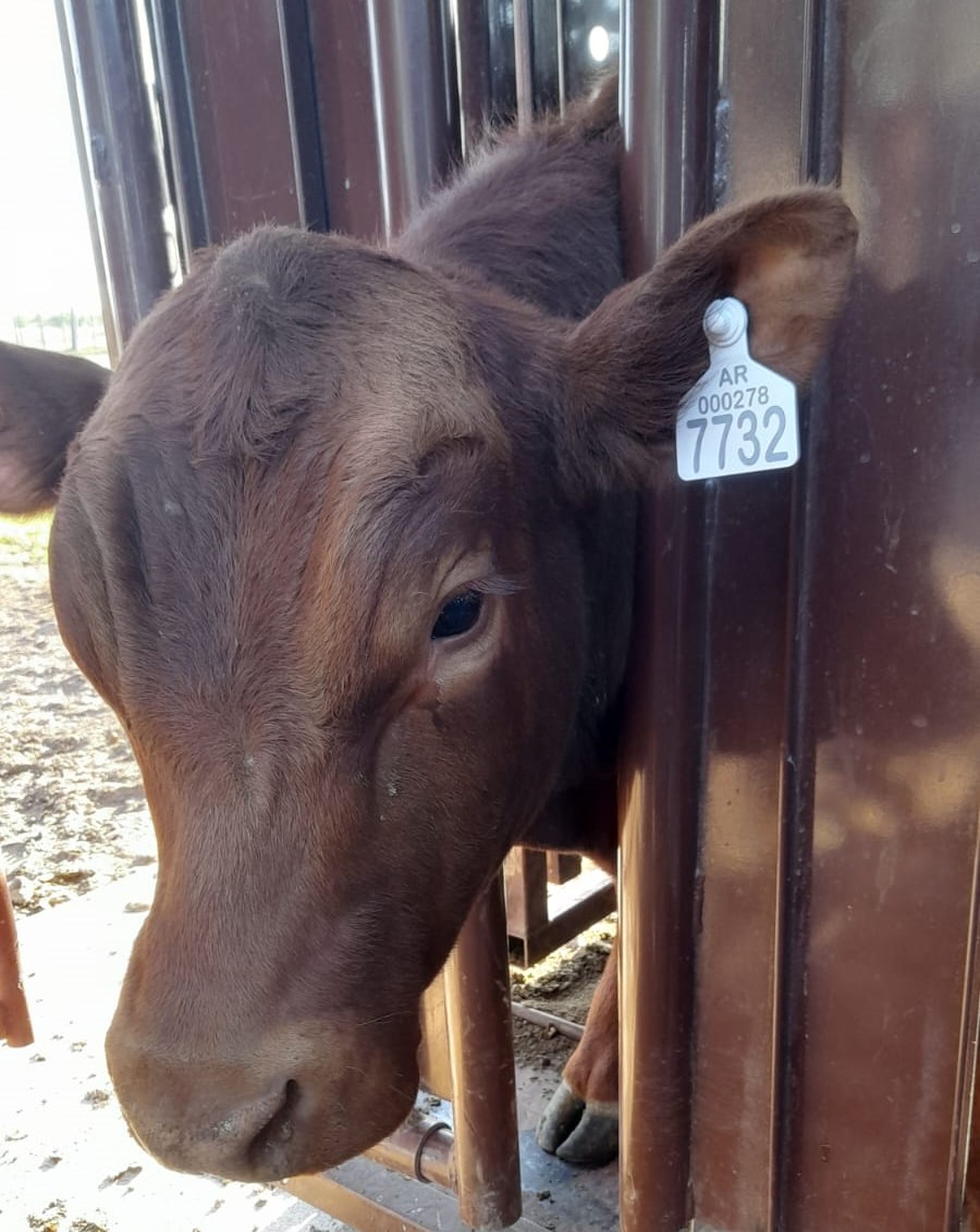 Ganadería eficiente en los días de caravanas