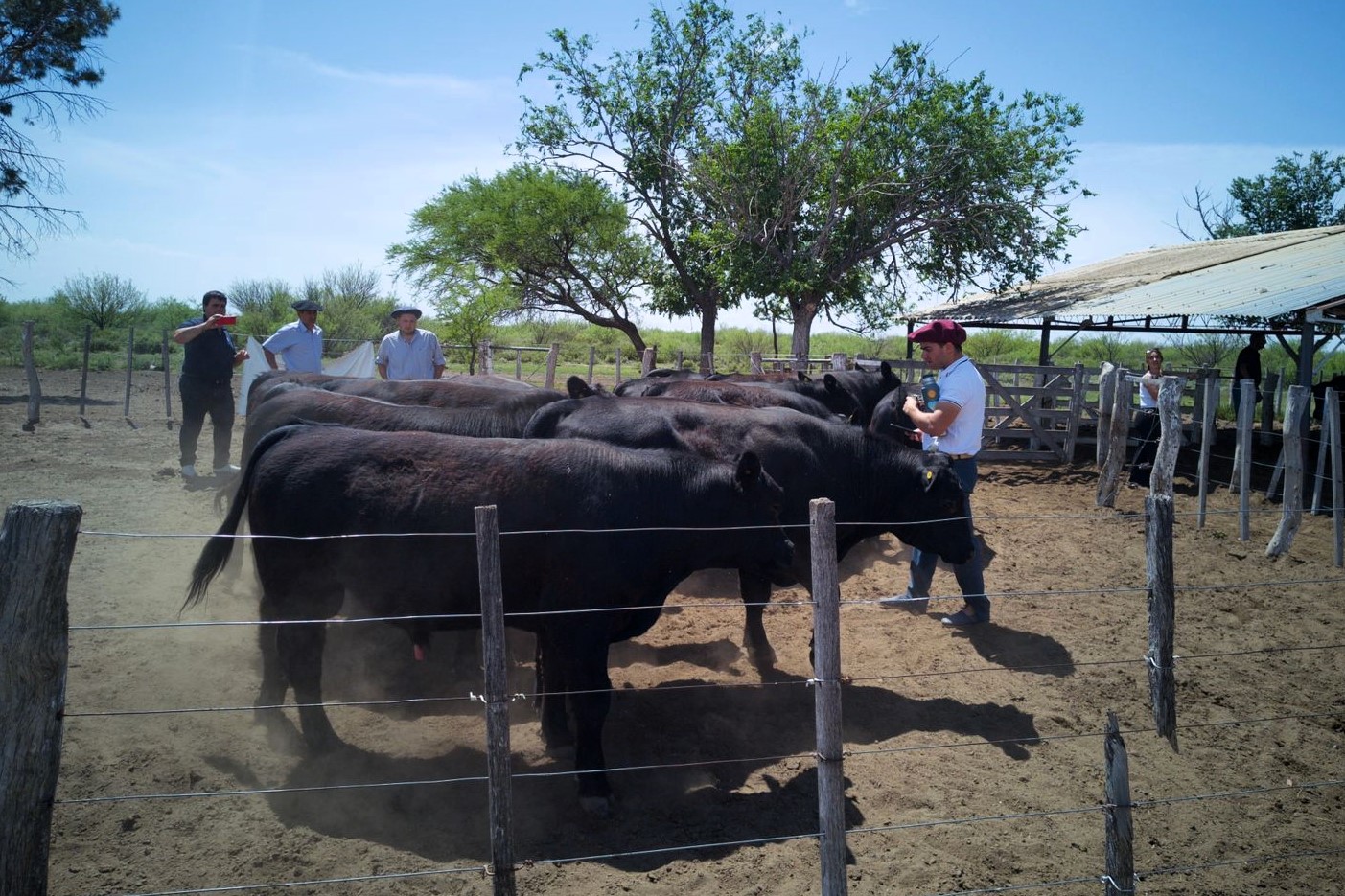 Entregaron toros con genética adaptada a la zona oeste provincial