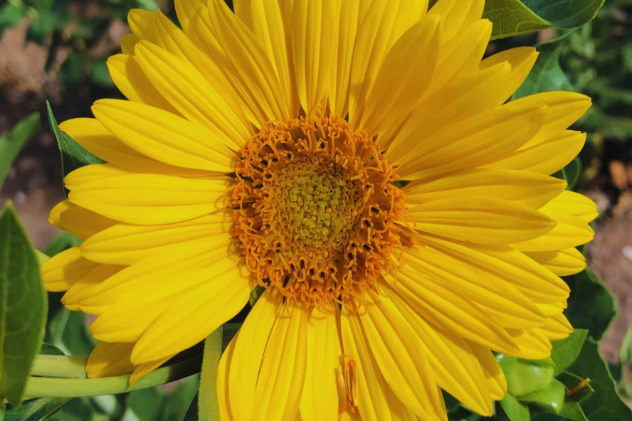 Girasol perenne como alternativa forrajera