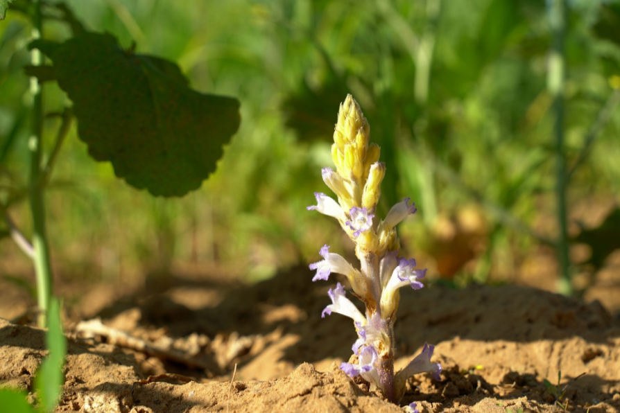 Alerta fitosanitaria nacional por la maleza Orobanche cumana