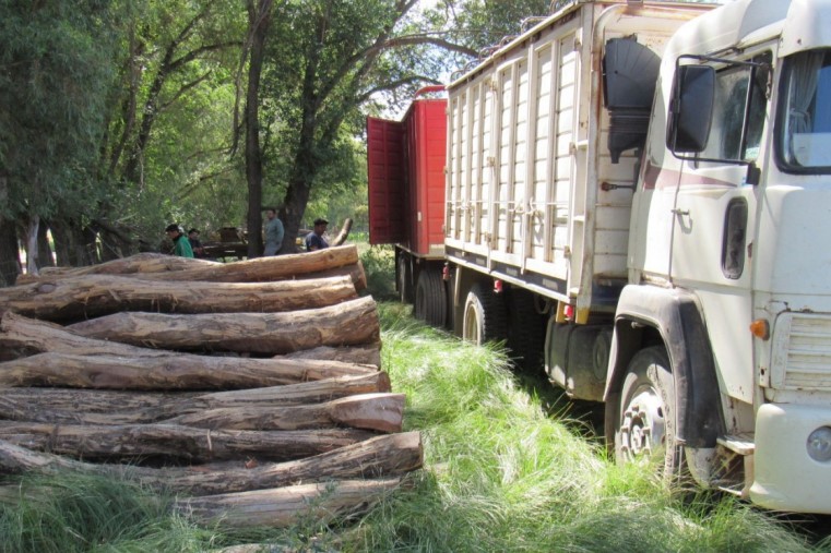 Se detectaron 1.331 hectáreas de bosques en infracción