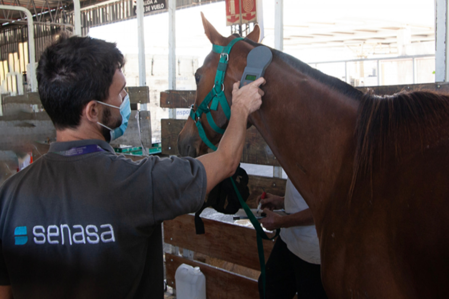 Argentina abrió el mercado de Namibia para la exportación de equinos en pie