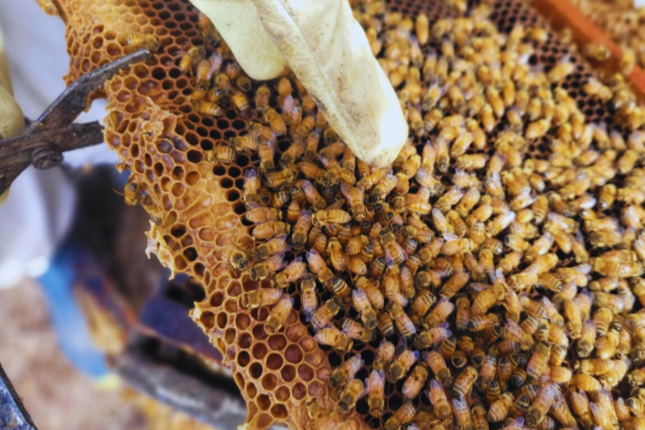 Seleccionan abejas según su productividad