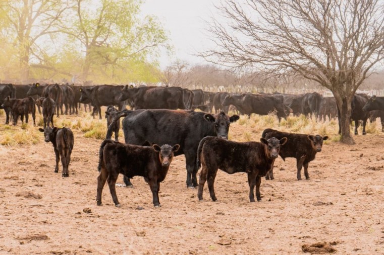 Nación homologó la emergencia agropecuaria en La Pampa