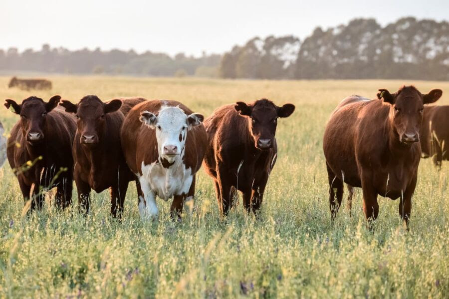 La producción de carne bovina latinoamericana se consolidó en el 2024