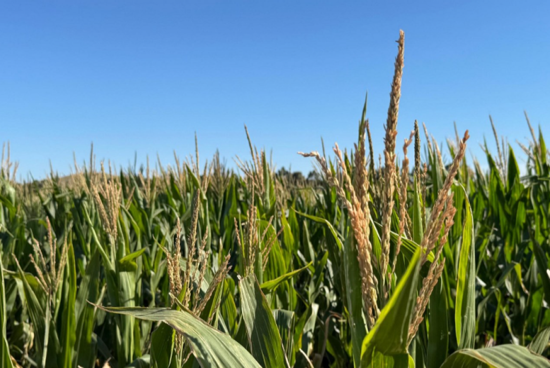 La gruesa recibió el alivio de las lluvias y avanza