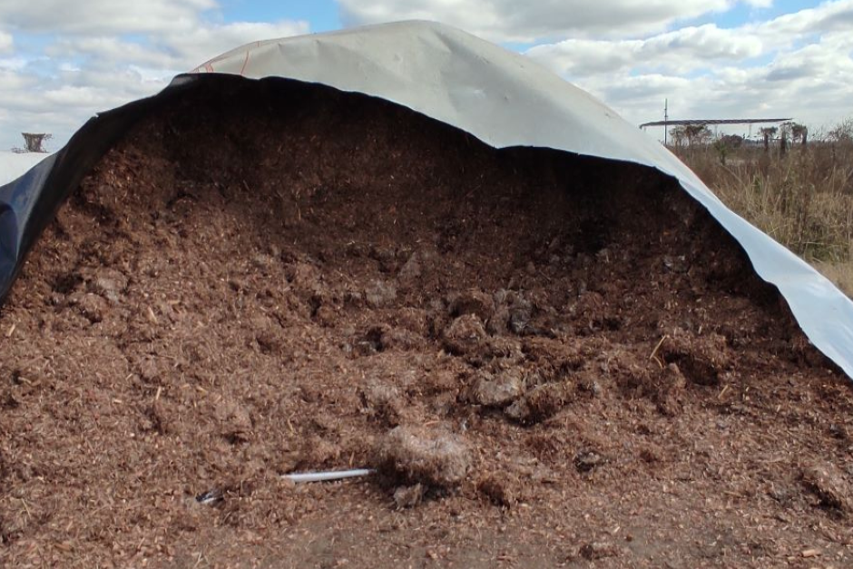 Chicharrita: Cómo lograr un silaje exitoso de maíz?