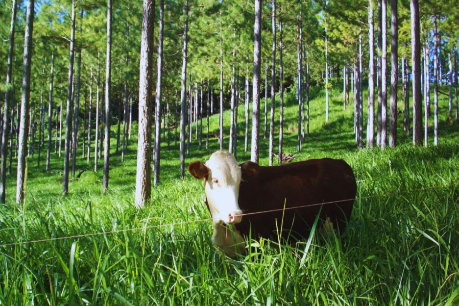 Mejora microambiental: Árboles, pastura y suelos