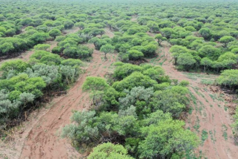 Nueva Convocatoria para Planes de Manejo del Bosque Nativo