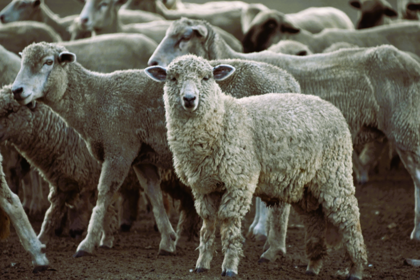Nación eliminó los regímenes específicos de promoción ganadera por especie