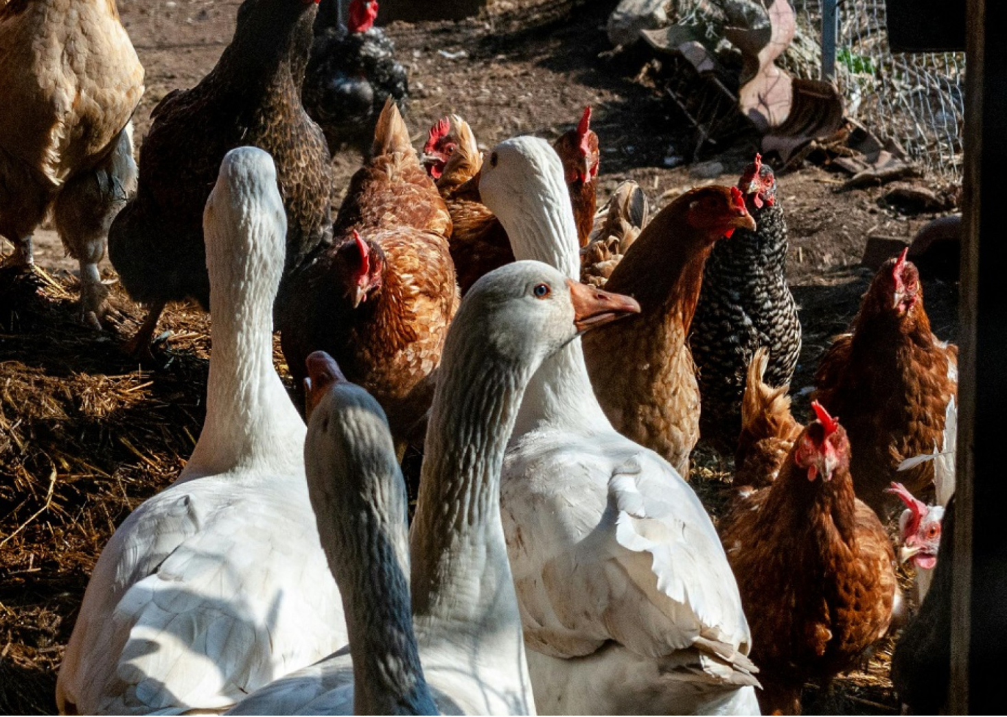 Gallinas, pavos y faisanes con influenza aviar