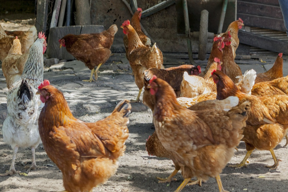 Un caso positivo de influenza aviar en aves de traspatio de Buenos Aires
