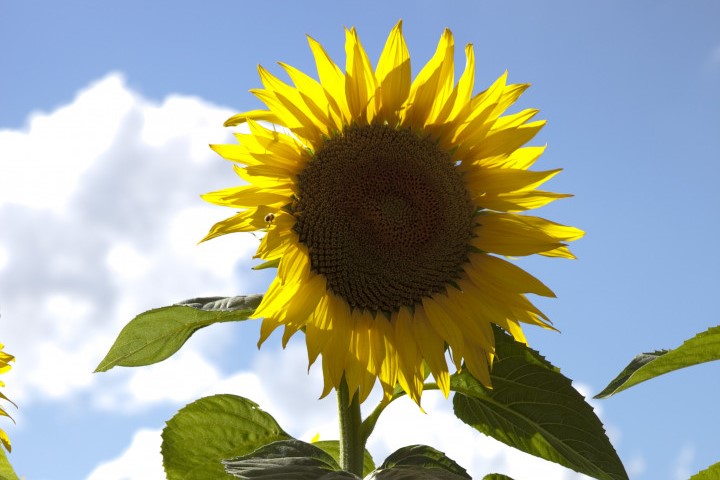 Julio con molienda récord de girasol