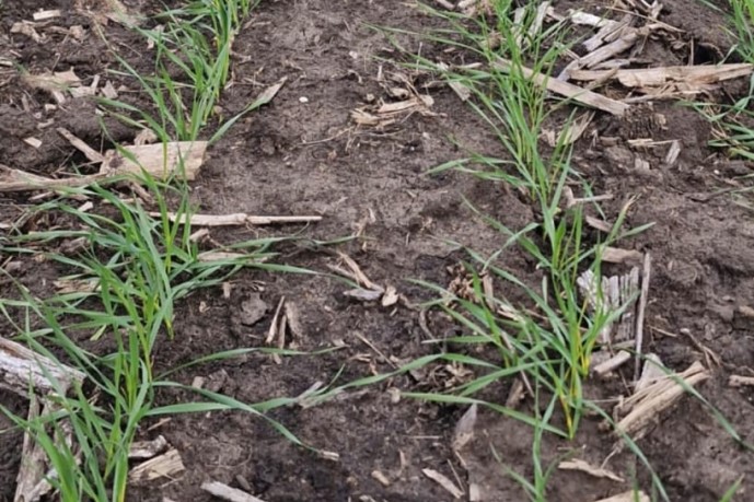 Con la siembra de trigo se usaron más fertilizantes
