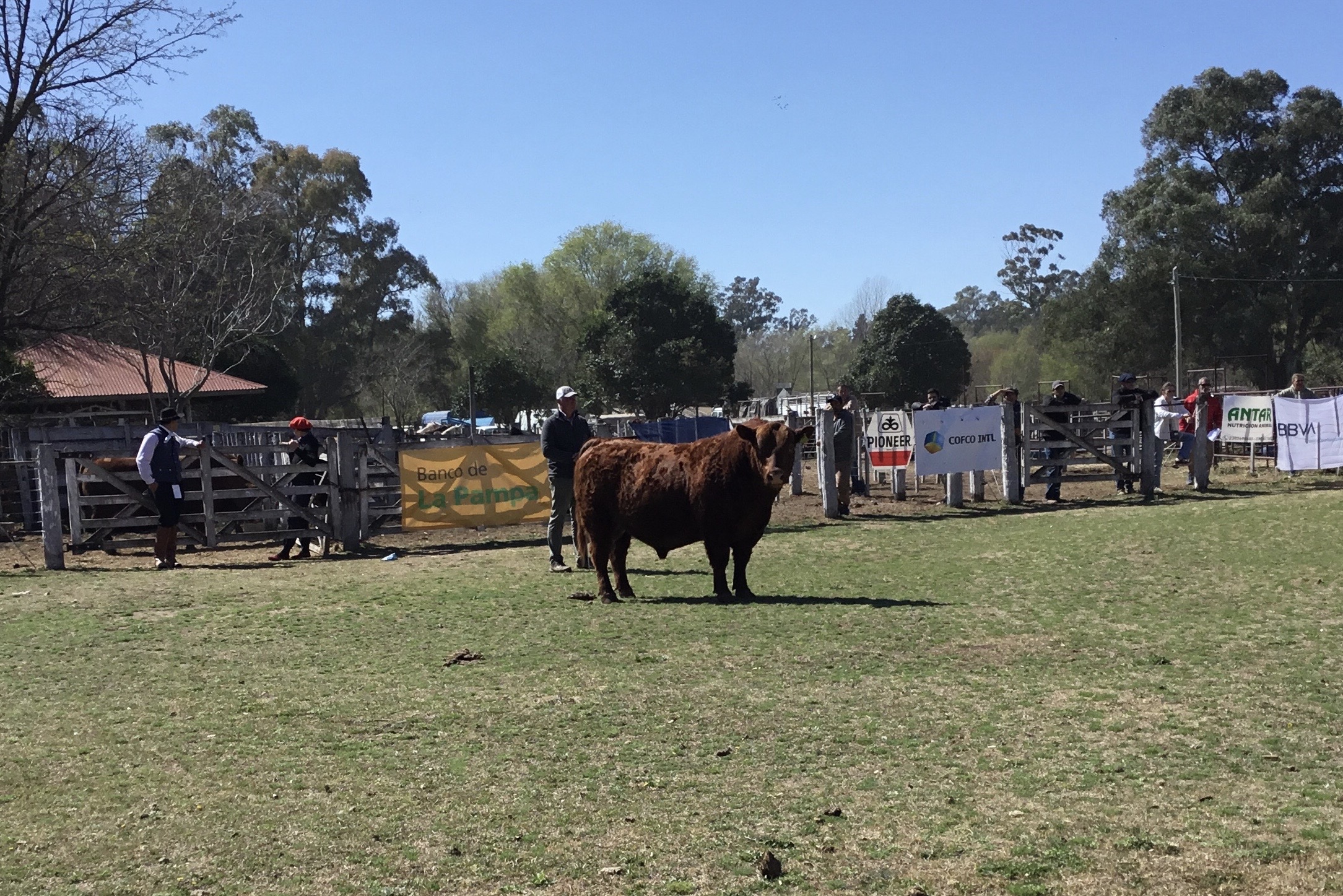 8.500.000 por el gran campeón de la Expo